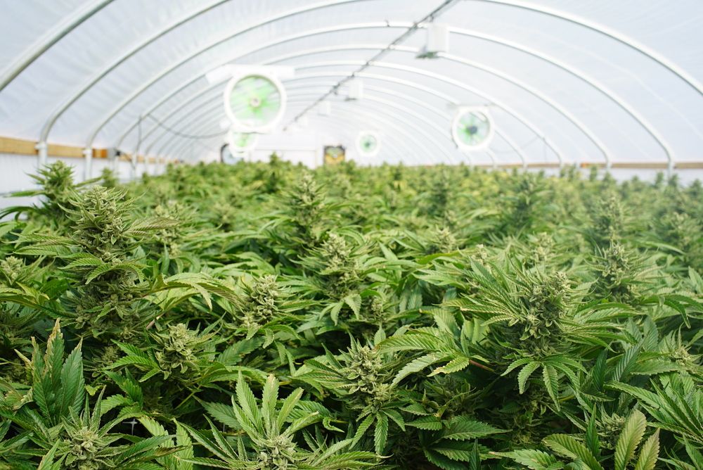 Marijuana grow house